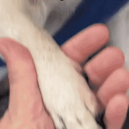 TassTrim™ 2-i-1 Säker och stressfri klippning